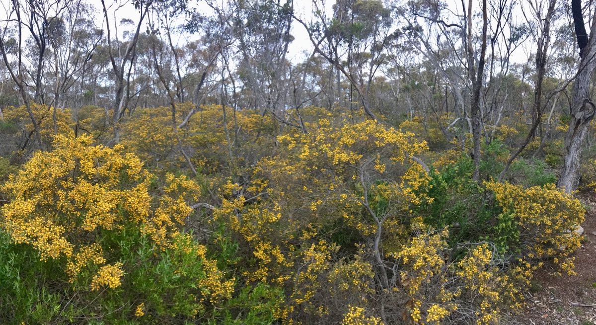 Ali_Lullfitz's tweet photo. And just like that, our woodland was yellow.. Acacia dictyoneura doing its thing at Boxwood Hill #Noongarboodja #fitzgeraldbiosphere https://t.co/KG0VBKQ4Qt