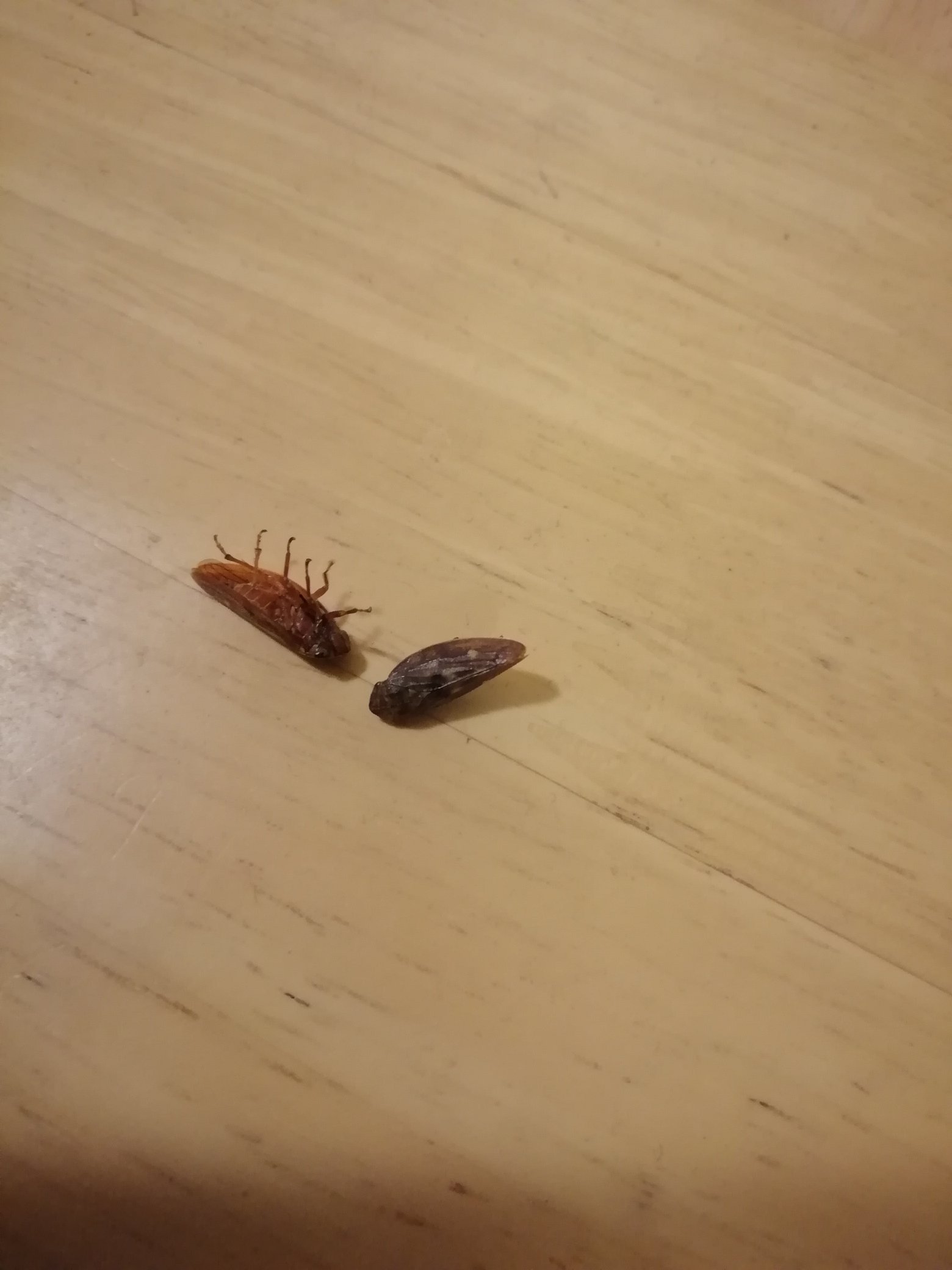 ツチノコ Na Twitteri これ なんて虫なんだろ W 夜にねると 網戸と窓の隙間から入ってくるのか たくさん現れる バッタのように跳ねるし 普通に飛ぶこともできる 羽音がうるさいので けっこう恐怖 T Co Hrupcwr09d Twitter