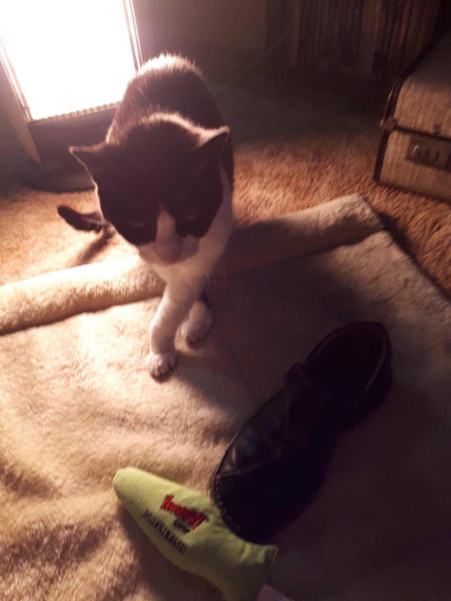 DameHat's tweet photo. @LoMeowChenko For my #SeventeenSister #PMuffston 💕 #PenelopeShoeFest 😻 https://t.co/i5JVseEVeZ