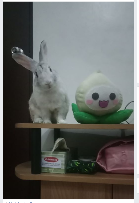 rabidalice0324's tweet photo. After 7 months and some love from his bunny momma, this is him now.  Being mischievous and climbing on shelves. It's amazing what a little love can do.

#saverabbits #adoptdontshop #thatMarbleadventure https://t.co/OaMN9J6Xfi