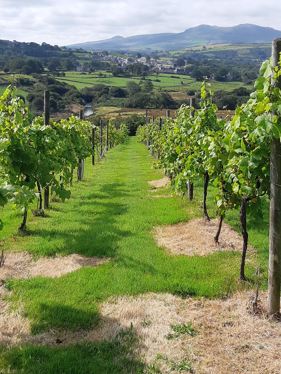 Emily Peach tweet media