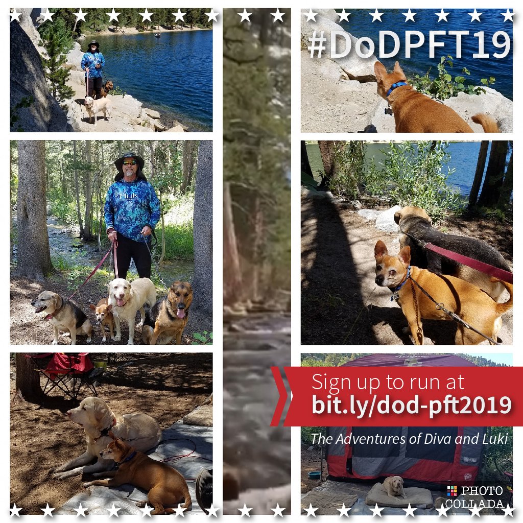 DogsonDeploymnt's tweet photo. Tim and Kim have fostered through @DogsonDeploymnt for 9 years and have provided care for 33 DOGS and 6 CATS for deployed soldiers.  Be a part of our #DoDPFT19 in honor of folks like them who foster military pets! You can run, walk or just donate at https://t.co/80OTHvJ4Xw https://t.co/GSDITIebTl