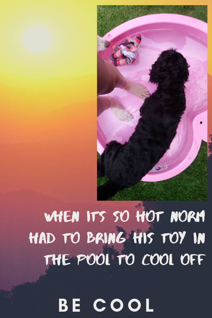 tailrunners's tweet photo. Be cool like Norm 😎🔥💙 even brings his toys to the pool to cool off #dude #micdrop
___
#dogwalker #dogsrule #dogfriends #dogmum #rayleigh #hockley #doggydaycare  #lovedogs #adventure 
#puppy #love #Dog #dogs #cockerpoo https://t.co/w3GrPlKIXx