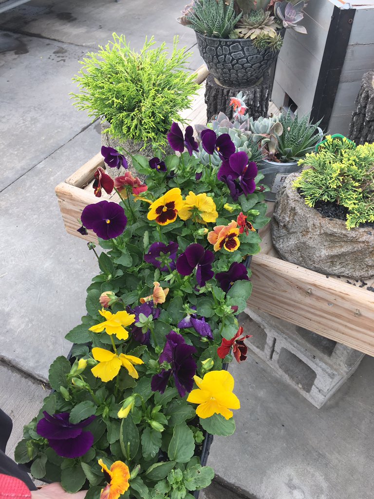 SRuzzin's tweet photo. #bsd2019 Wojos flowers https://t.co/FvH6PKRau7