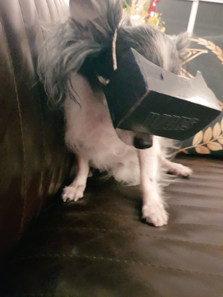 katethetinydog's tweet photo. My daddy's designer colleague, Maria, made me a #VR360 #google #googlecardboard for me just so I can watch #disney #ladyandthetramp. Do not disturb, please. Thank you, you Kthanxbye! #dogsoftwitter #dogsofinstagram https://t.co/R1JppOc3nr
