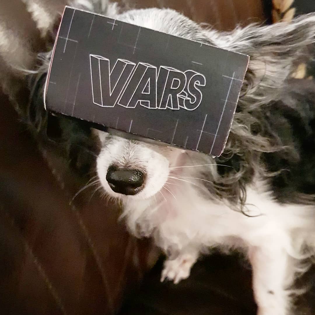 katethetinydog's tweet photo. My daddy's designer colleague, Maria, made me a #VR360 #google #googlecardboard for me just so I can watch #disney #ladyandthetramp. Do not disturb, please. Thank you, you Kthanxbye! #dogsoftwitter #dogsofinstagram https://t.co/R1JppOc3nr