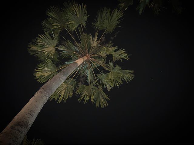 AMOOSE tweet media