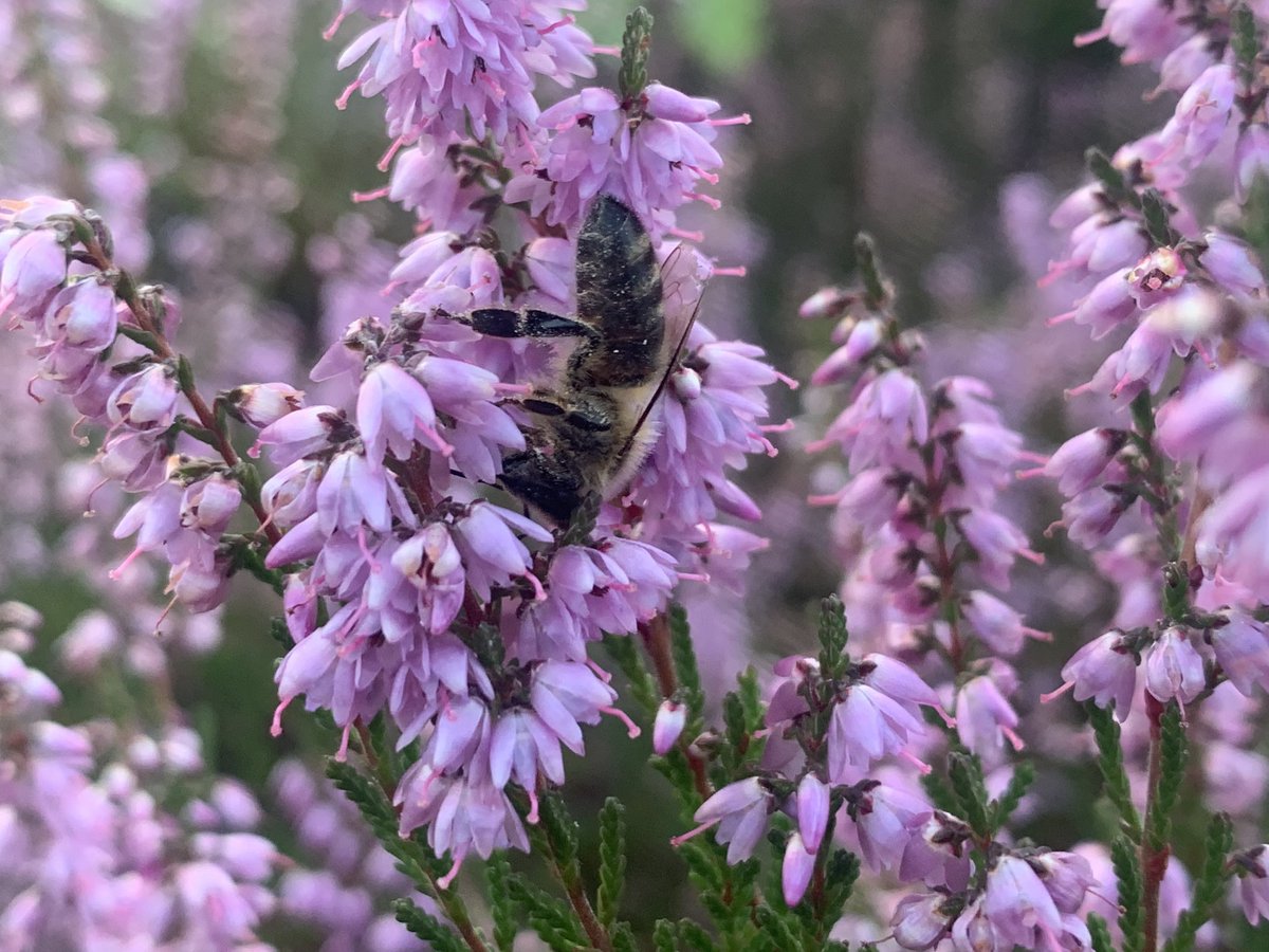 Lekker nectar slurpen op de heide!
#heide #veluwe #heidehoning