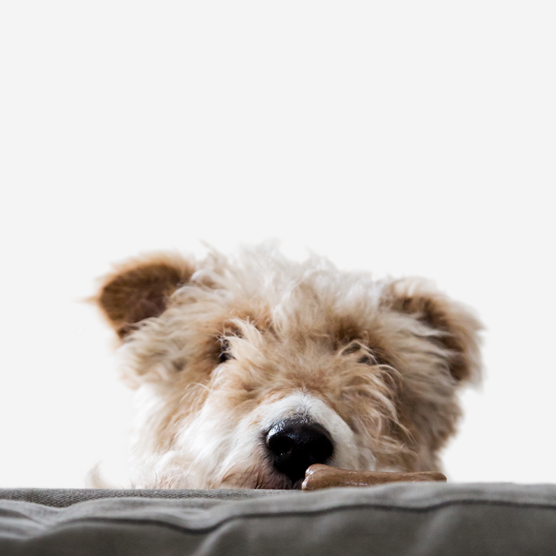 PetsmileUSA's tweet photo. Peek-A-Boo I see you... now get me some Petsmile so my mouth is happy and healthy. #petsmile #happypet #healthydog https://t.co/5YGiJc28u8