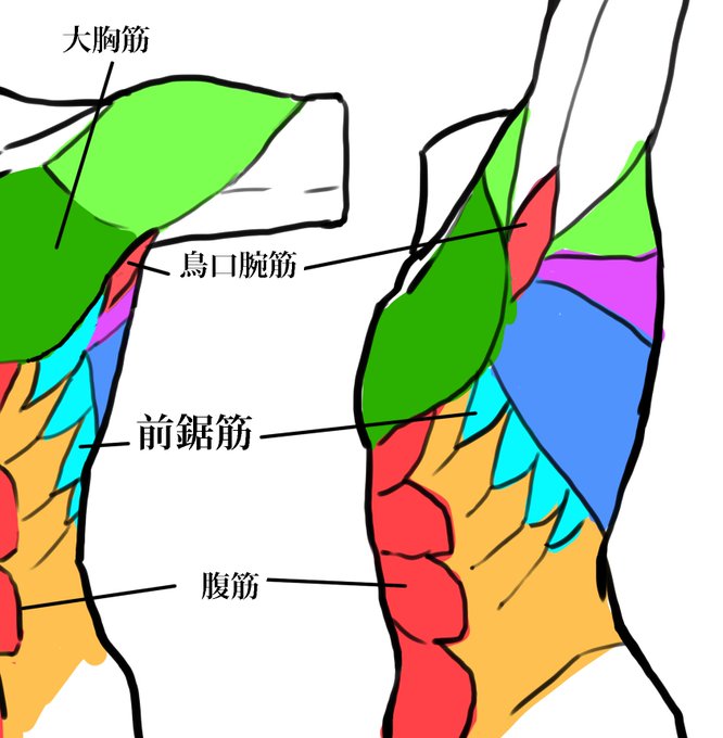 胸筋のtwitterイラスト検索結果 古い順