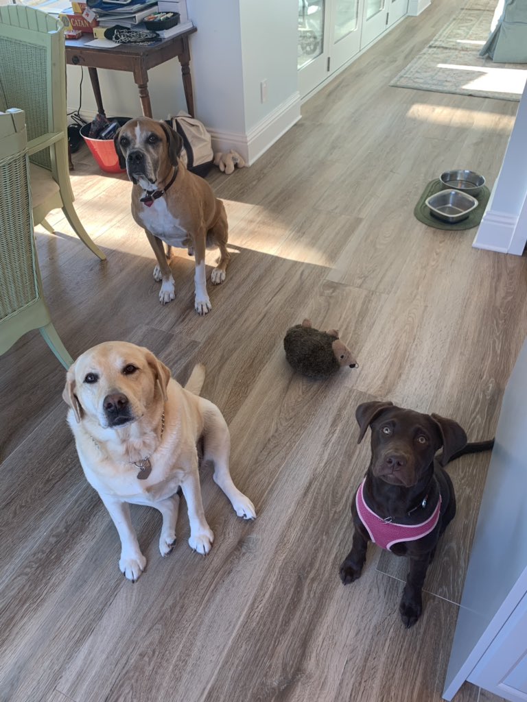 3chapsmom's tweet photo. @dog_rates Leo (big guy in the back) Betty (blondie) and Lucy (the baby). Happy #internationalDogDay ! I’m a little late- maybe we could make it #internationalDogWeek ??!😂🐶 https://t.co/IzaD2kCfKP