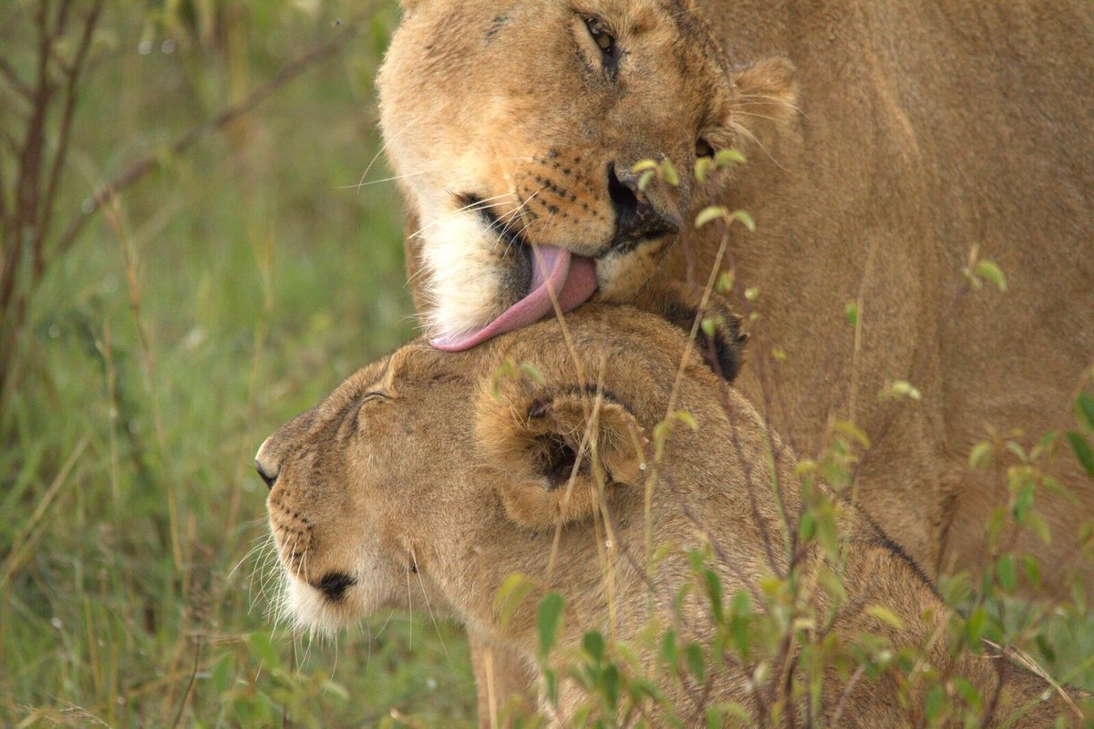 Nothing like a pure caring love....
#Gamedrivesightings #ExperienceSpiritoftheMasaiMara