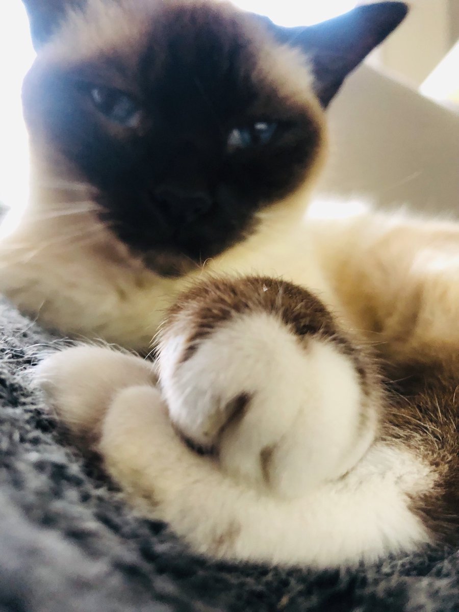 Ollie tweet media