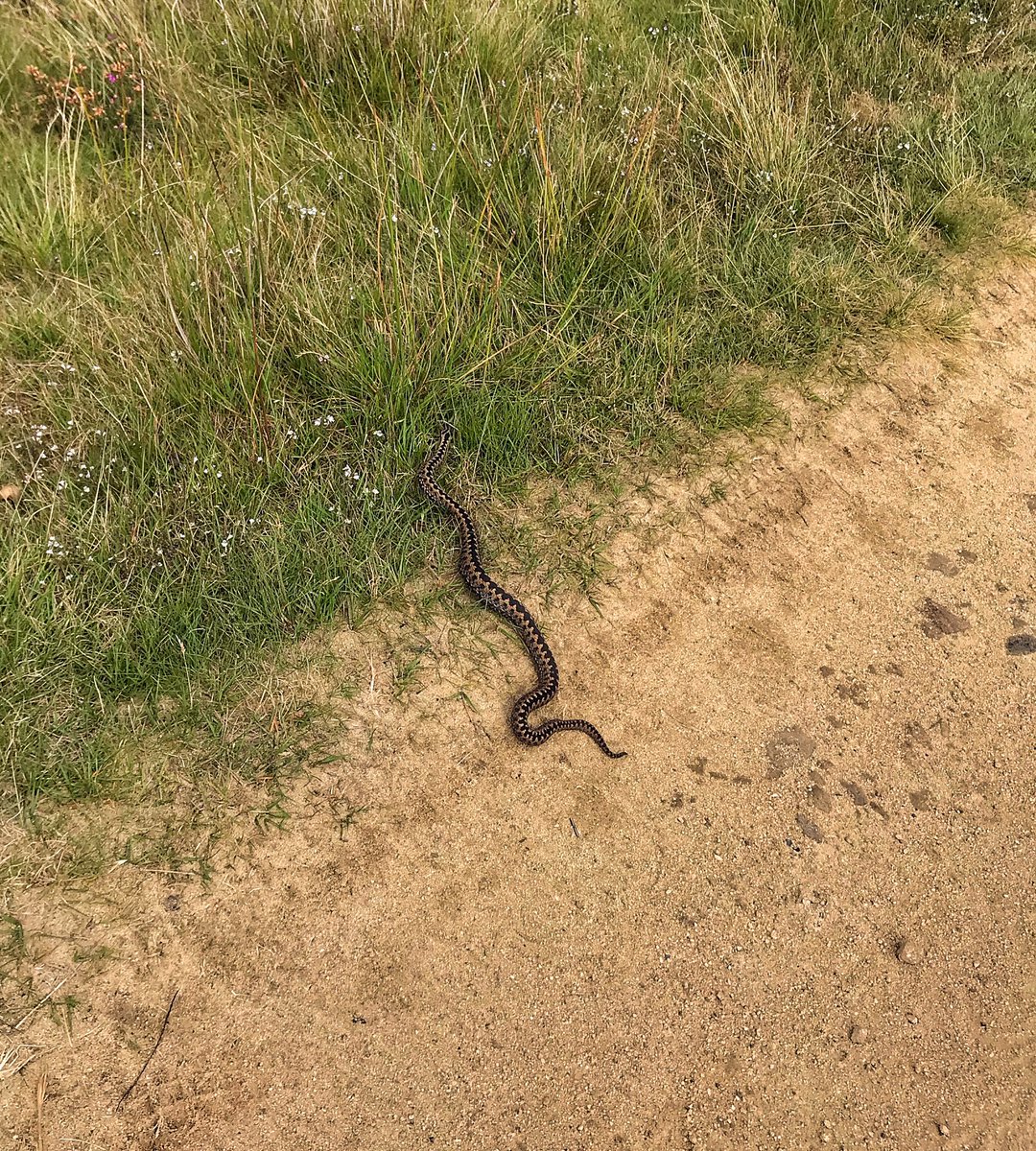 AndyCoulson6's tweet photo. Not sure who got more a shock, us or the adder that we came across yesterday on the fell. He safely slithered off to continue his sunbathing. #uplands #moorland #snake #adder https://t.co/ACe5uUnYMG