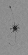 MargaretBrisbin's tweet photo. My favorite part of sorting thousands of #plankton images is seeing plankton "doing things" that you might not see in a net sample. For example, these acantharians appear to be "fishing" for prey! Hope they brighten up your #TinyPrettyTuesday, too! #protists #radiolaria https://t.co/kg4hUDOJIV