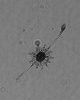 MargaretBrisbin's tweet photo. My favorite part of sorting thousands of #plankton images is seeing plankton "doing things" that you might not see in a net sample. For example, these acantharians appear to be "fishing" for prey! Hope they brighten up your #TinyPrettyTuesday, too! #protists #radiolaria https://t.co/kg4hUDOJIV