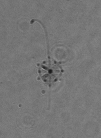 MargaretBrisbin's tweet photo. My favorite part of sorting thousands of #plankton images is seeing plankton "doing things" that you might not see in a net sample. For example, these acantharians appear to be "fishing" for prey! Hope they brighten up your #TinyPrettyTuesday, too! #protists #radiolaria https://t.co/kg4hUDOJIV