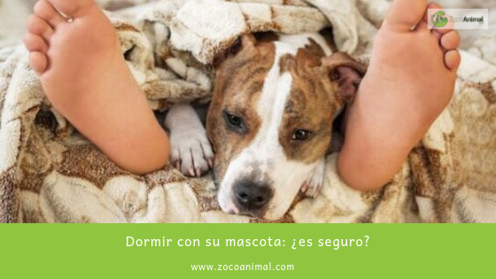 ZocoAnimal's tweet image. Dormir con mi mascota, ¿Es seguro?
ow.ly/DBHU30plnzY

#alimentacion #mascotas #tiendaonline #enfermedades