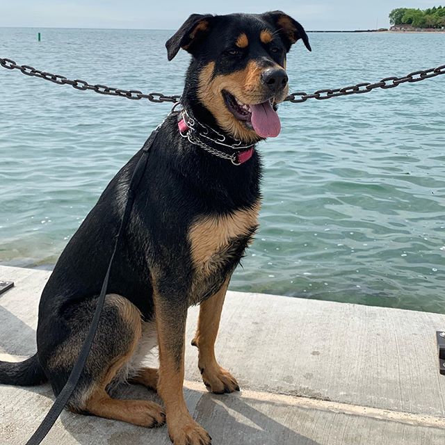 bdavisone7's tweet photo. My pup.  ##nationaldogday 
@charlie_the_shottie https://t.co/MiawB212yA https://t.co/vlKjfwKAZo