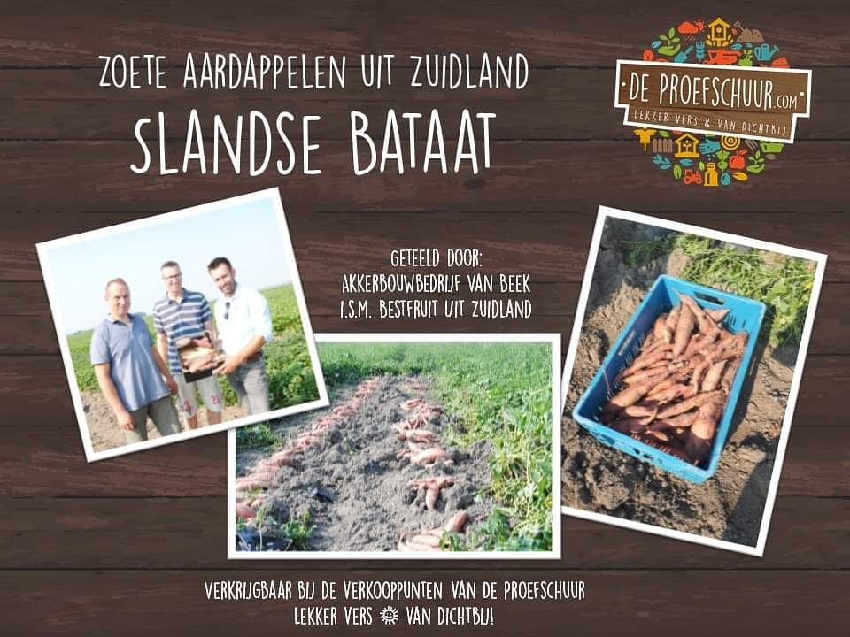 Een bijzondere teelt in Nederland, uniek <a href="/OPVoornePutten/">OP Voorne-Putten</a>: zoete aardappels. Door
<a href="/johan_2710/">Johan van Beek</a> en Remco van Meggelen met passie geteeld. Vanmorgen werd het eerste kistje symbolisch overhandigd aan <a href="/ArnoutdenOuden/">Arnout den Ouden</a>, voorzitter <a href="/DeProefschuur/">De Proefschuur</a>. #slandsebataat
