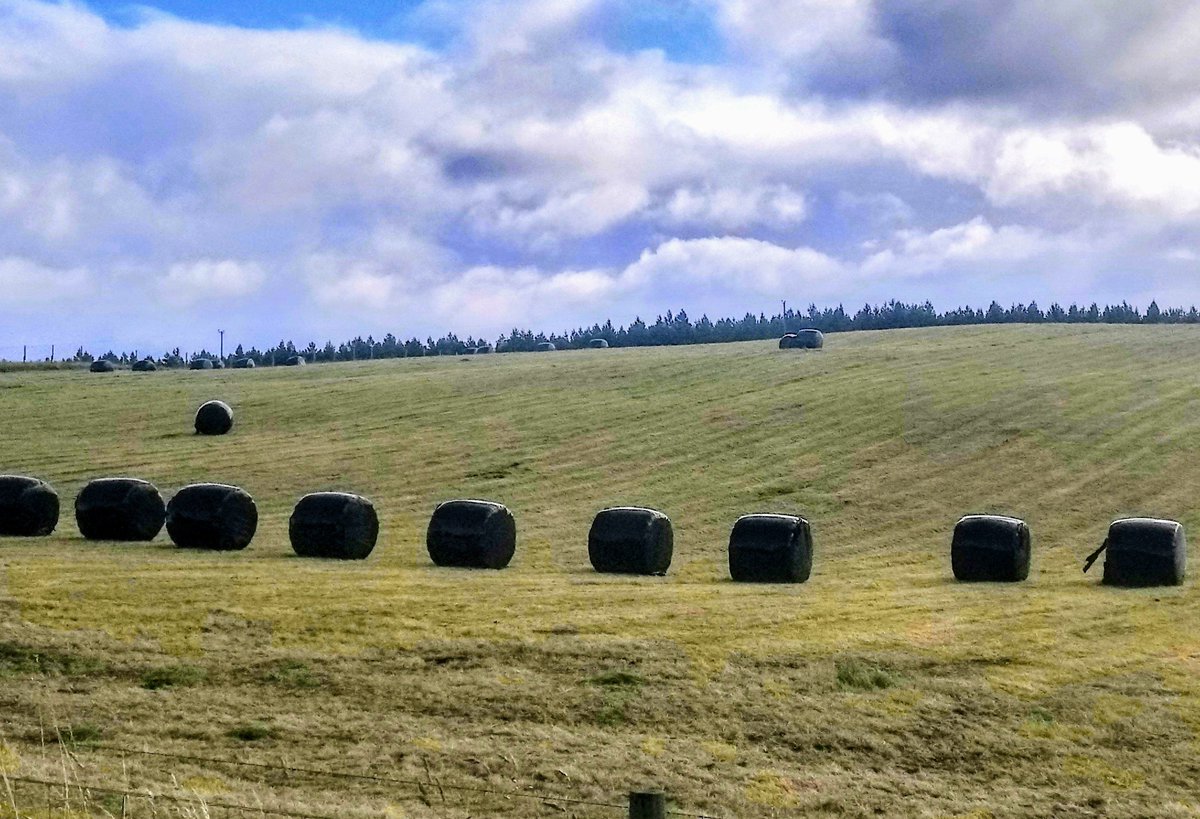 RevMcCafferty's tweet photo. My favourite time of year. Black pudding harvesting season.. https://t.co/p0X0AzTKHD