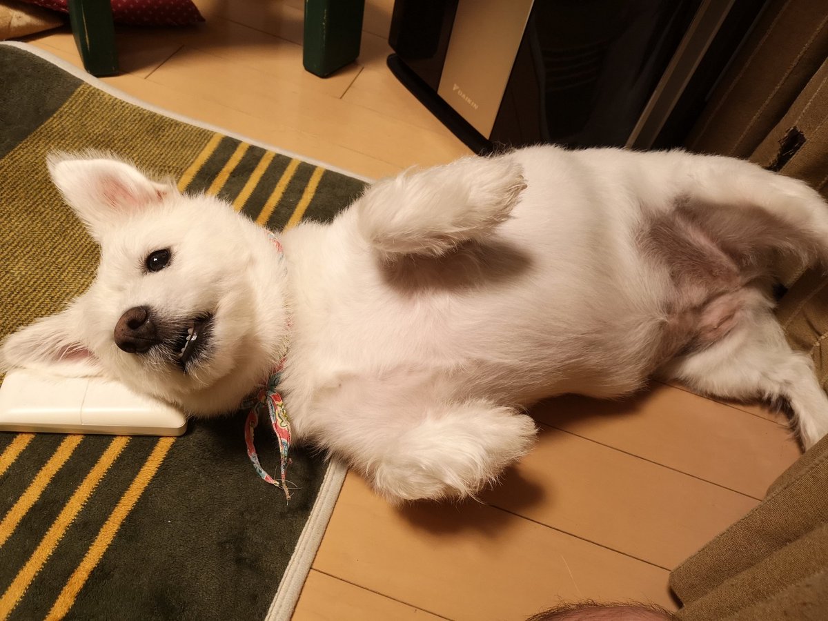 バカ犬 バカ犬
