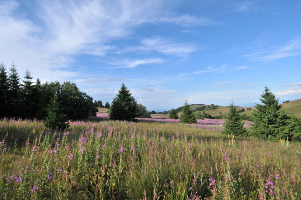 mkresort's tweet photo. Taj prepoznatljivi miris planine! 🌼🌸 🌿 #LetoNaKopu #MkResort https://t.co/AdVk99KlEg
