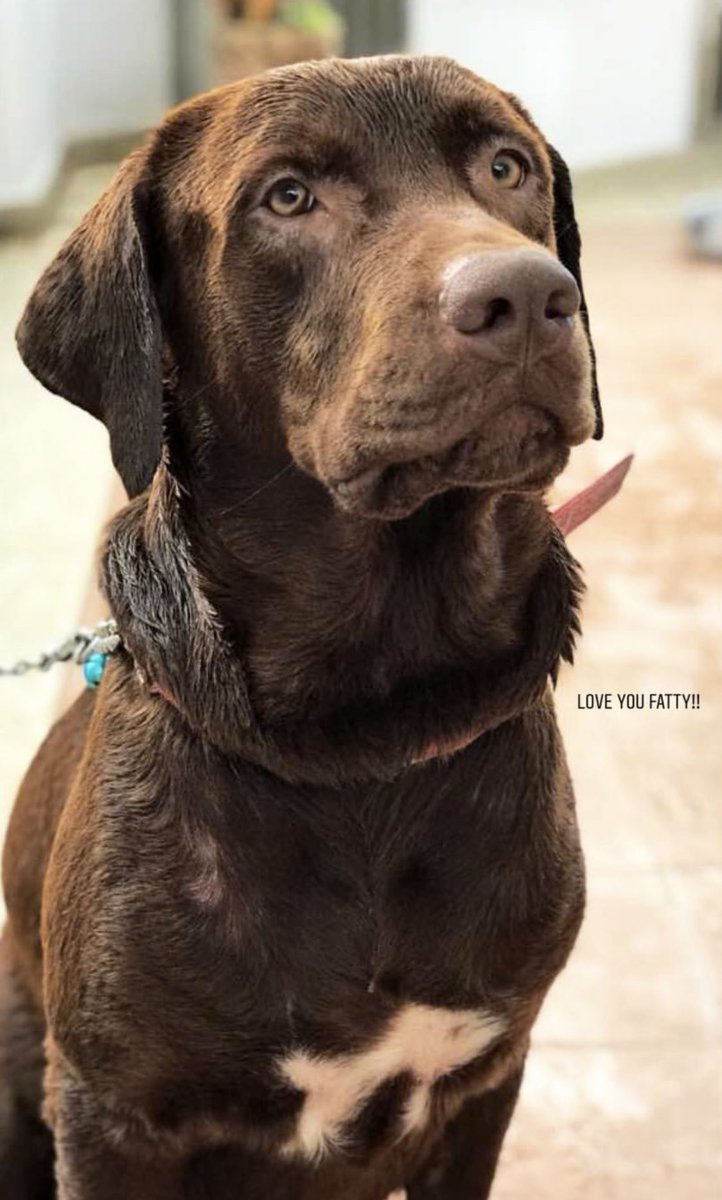 v7shomesh's tweet photo. Happy International Dogs Day!🐶🐮 #TobyJr https://t.co/TFQpHpc7qj