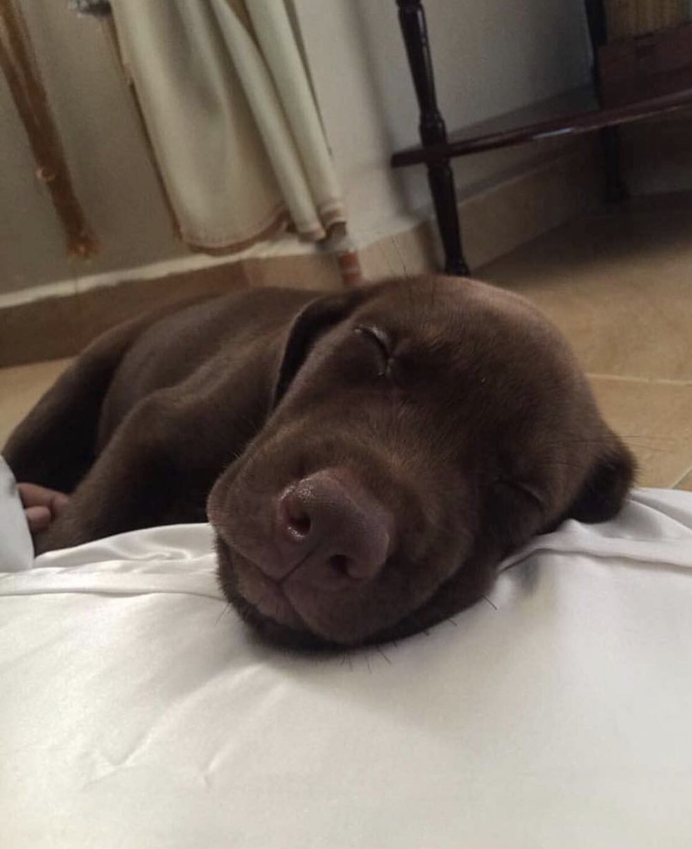 v7shomesh's tweet photo. Happy International Dogs Day!🐶🐮 #TobyJr https://t.co/TFQpHpc7qj
