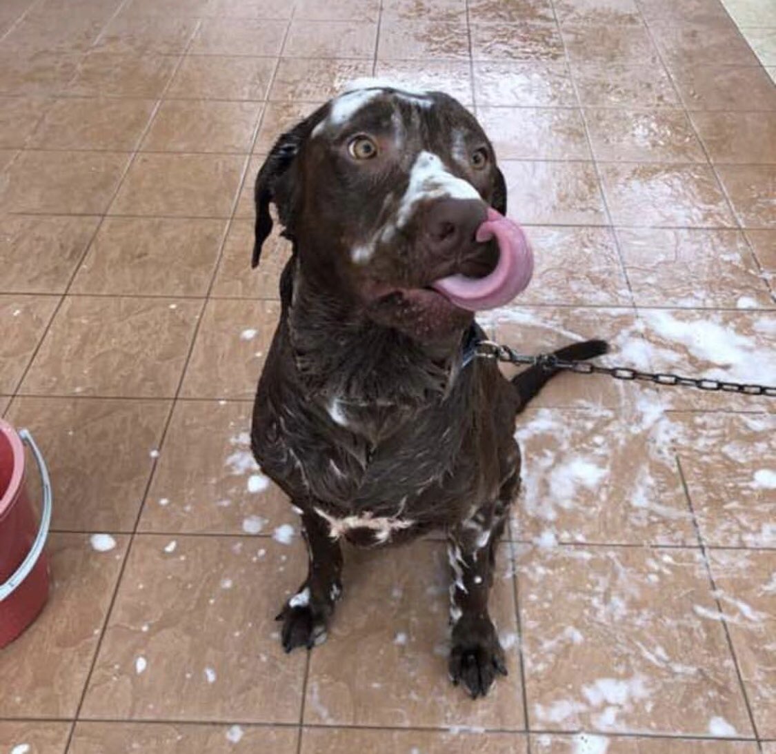 v7shomesh's tweet photo. Happy International Dogs Day!🐶🐮 #TobyJr https://t.co/TFQpHpc7qj