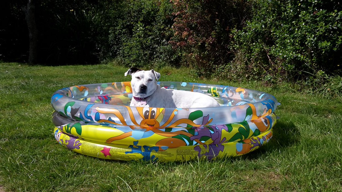 Heatwaves call for pool party time! #heatwave #PoolParty #sunnyday #happygirl #sunseeker #dogslife #dogsoftwitter #cuteanimals #dogs #summerHolidays #SummerFun @DogsTrust #paddlingpool #August