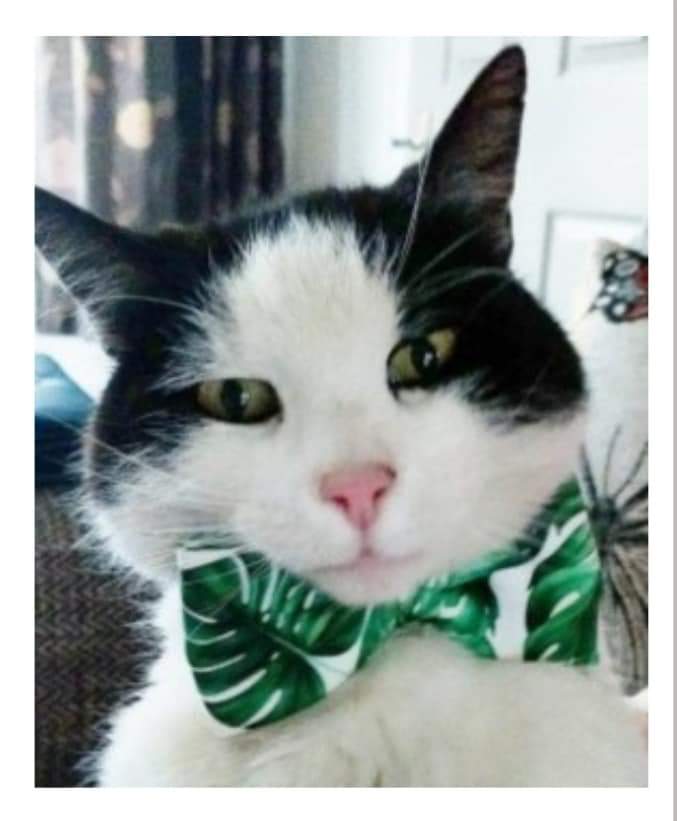 AlanDaffern's tweet photo. #HelpUsFindJesse male neutered #blackandwhitecat #missing Linchfield Drive #Swinton #Manchester #M27 since the 5/8/2019.Jesse was last seen wearing a blue collar with silver dots.Can residents in the area  please keep an out for any new strays matching his discription 07949924659 https://t.co/vegu8mycrx
