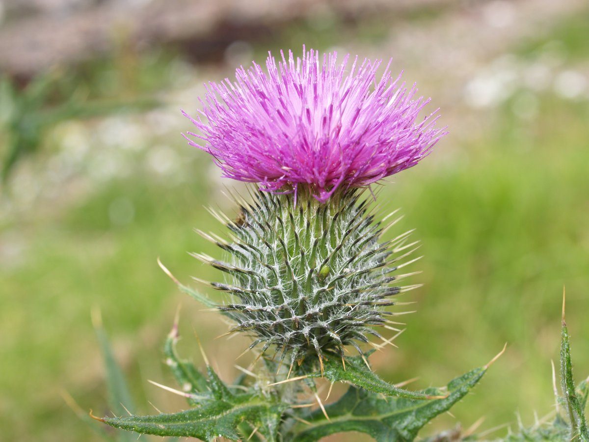 Contact info@choosescotlandtours.com to discuss your visit to #Scotland or see choosescotlandtours.com for more ideas &amp; inspiration. Uniquely Scotland. <a href="/nicely_do/">ThistleDoNicelyShop</a> <a href="/highlanddancerz/">Highland Dance News 🇨🇦</a> <a href="/jimnethery/">Jim Nethery FSA Scot</a> <a href="/MyBeauDes/">My Beautiful Destination</a> <a href="/ClanMacNeilUSA/">Clan Macneil USA</a> <a href="/macaulay_clan/">Clan MacAulay</a> <a href="/MacAulayCanada/">Clan MacAulay Canada</a>