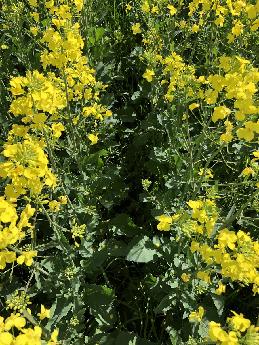 agro_brad's tweet photo. Great day with @Mike_AHRI. Amazing what you can do with just getting the right seed size, seeding rate and row spacing. Excellent work Mike, will be great to see the numbers at the end of the year. https://t.co/1l8XGyi9iU