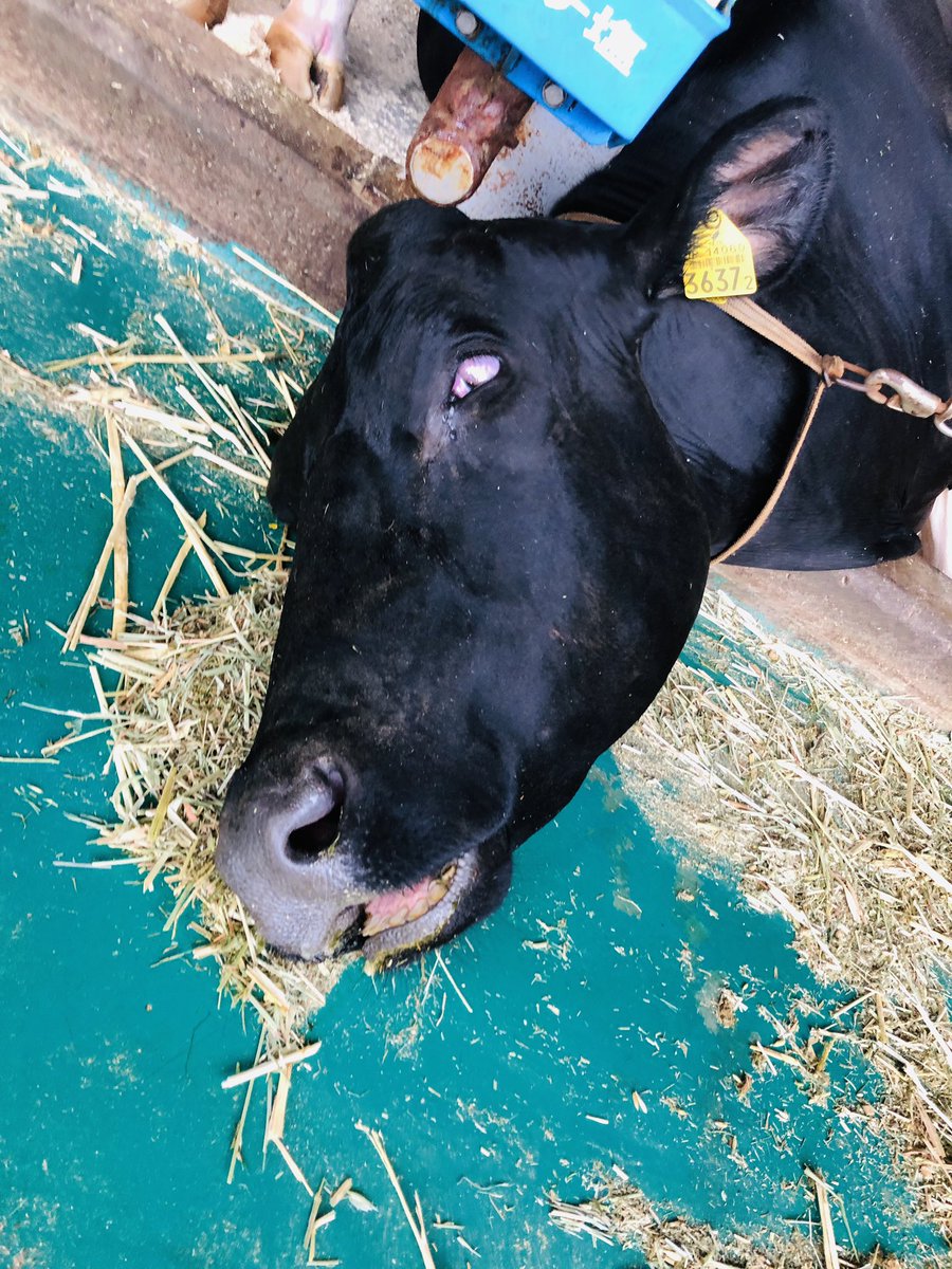 Chizucow's tweet photo. フォルダーにあるこいつの寝顔がふとした時に笑わせてくれる🤣 https://t.co/Z6zCFLyLJv