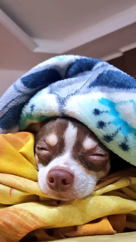 yeahitsjasmine's tweet photo. happy international dog day 
have some wholesome doggo content uwu https://t.co/rJmCwBSNo0