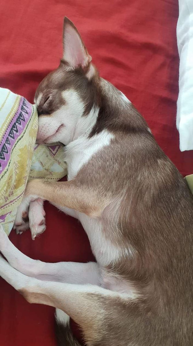 yeahitsjasmine's tweet photo. happy international dog day 
have some wholesome doggo content uwu https://t.co/rJmCwBSNo0