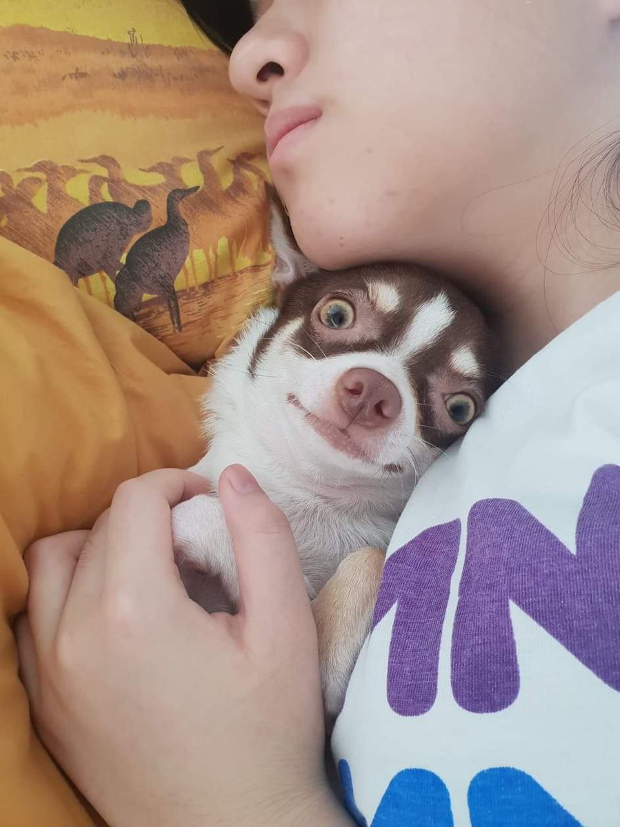 yeahitsjasmine's tweet photo. happy international dog day 
have some wholesome doggo content uwu https://t.co/rJmCwBSNo0