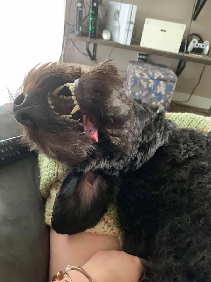 MrDollyPat's tweet image. My wife and I have a goldendoodle, too! Best breed ever.  This one might be a broken model, but we love him😂 #HITDog #HITMC #HITsm #goldendoodle #HIMbeard