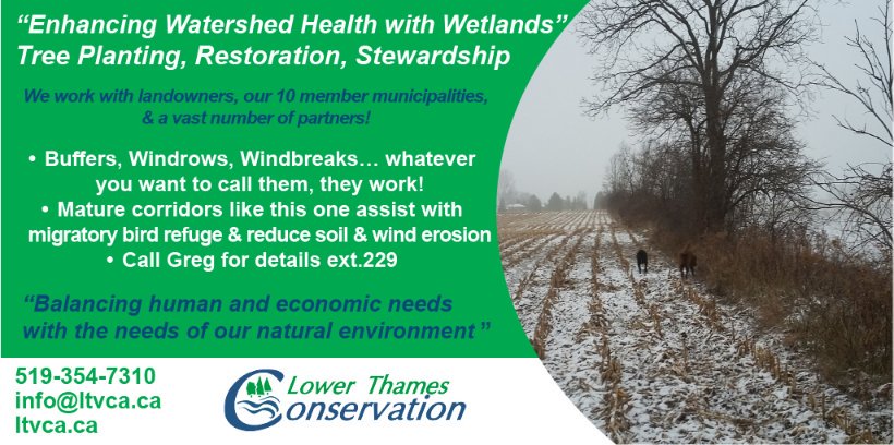 #Buffers, #Windrows, #Windbreaks… whatever you want to call them, they work!
Mature corridors like this one assist with migratory bird refuge &amp; reduce #soil &amp; wind #erosion
Call LTVCA - Greg for details 519-354-7310 ext.229