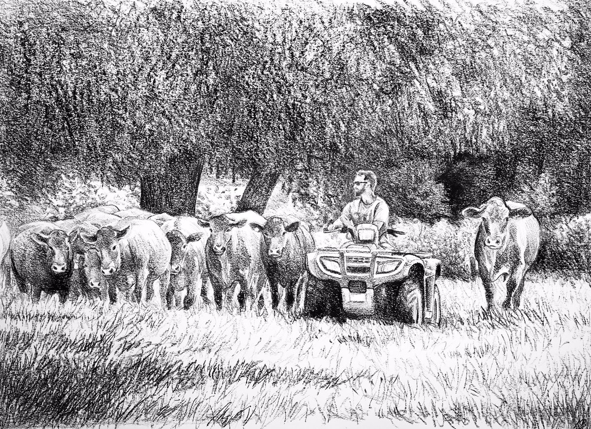 tweetingpainter's tweet photo. #Day35 #100DrawingsIn100Days for #TheYanaProject @yanafarming #MentalHealth #HensteadMarshBeef  #MossSpillings leading the  #Bullocks #StabiliserCattle to new #Grazing on the #Marshes #Henstead #Farming #Countryside #Agriculture #Suffolk https://t.co/uPjw1LQDmg
