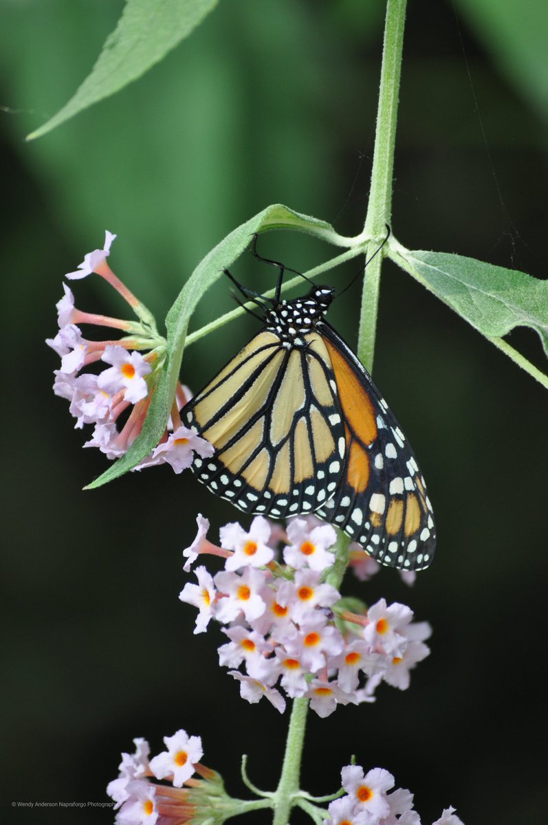 NapraforgoP's tweet photo. So I went to the zoo last weekend 
#MonarchButterfly #Butterfly #WoodlandParkZoo #macrophotography #photography #NapraforgoPhotography https://t.co/8LfSmrR5fj