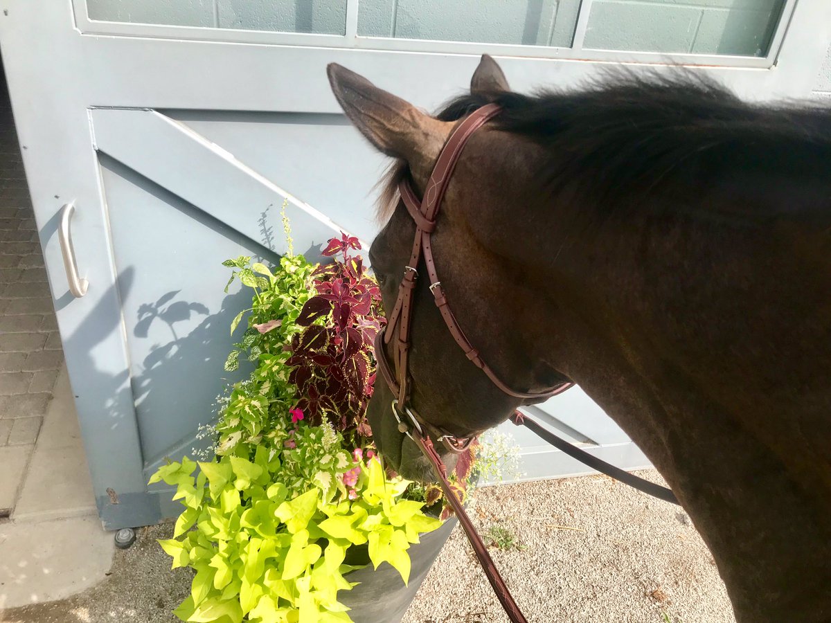 JenRoytz's tweet photo. Sometimes you just have to stop and smell the flowers. 💐 #OTTB #AffirmedArch #Thoroughbred #BrownsteadBred @stubrown2 https://t.co/aGxYFsOrpE