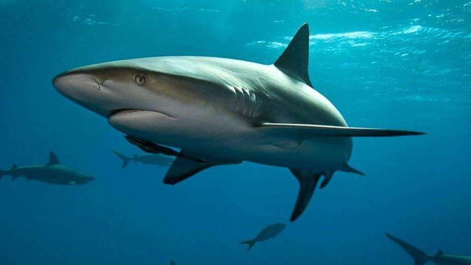 globovision's tweet image. Tiburones y rayas en peligro de extinción serán protegidos |#InternacionalesGV|

bit.ly/33TReKh