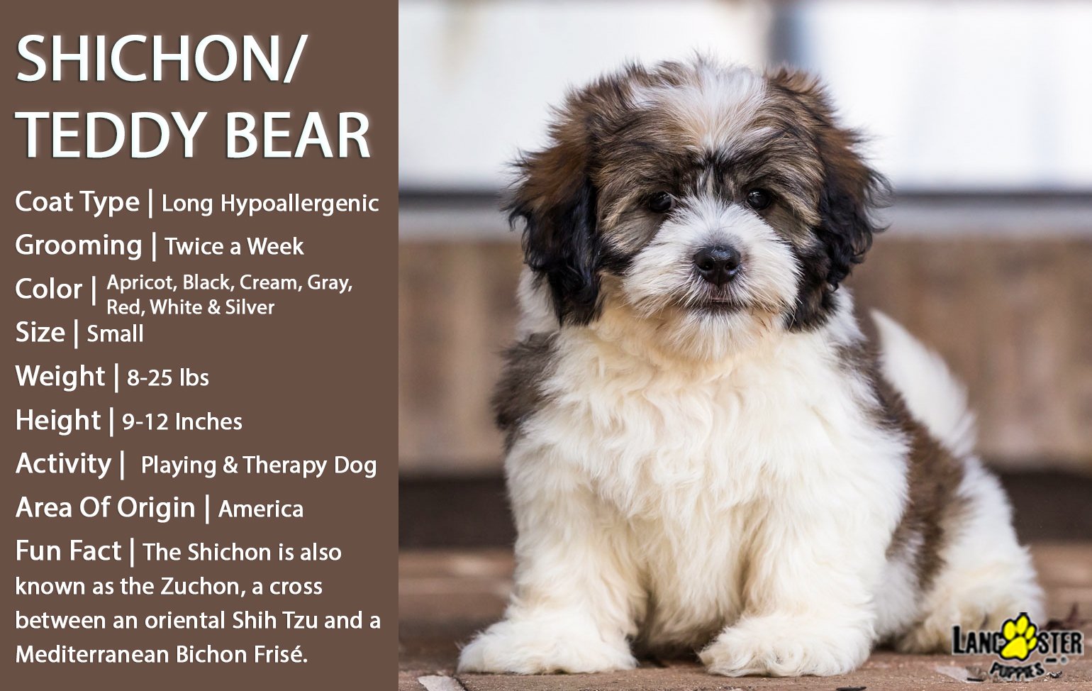 LancasterPuppies on X ShichonLove Friendly and Affectionate the Zuchon is a dog known for their Endearing face large ExpressiveEyes and their Soft teddy bear coat. BreedOfTheWeek . https t Y8KPnRHv...