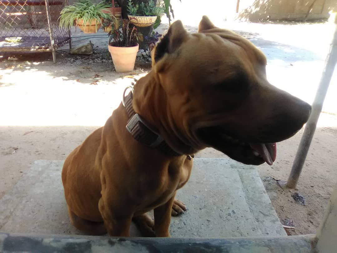 Insideawolf's tweet photo. Necesito ayuda, mi perro, Drako, tiene una lesión en su ojo, necesito un veterinario que sea especialista en oftalmológica. Preferiblemente que resida en Maracaibo, ya que en mi pueblo no hay ninguno.

Le duele mucho y llora de dolor, odio verlo así.

Un RT vale mucho, gracias. https://t.co/wX1pSznlzh