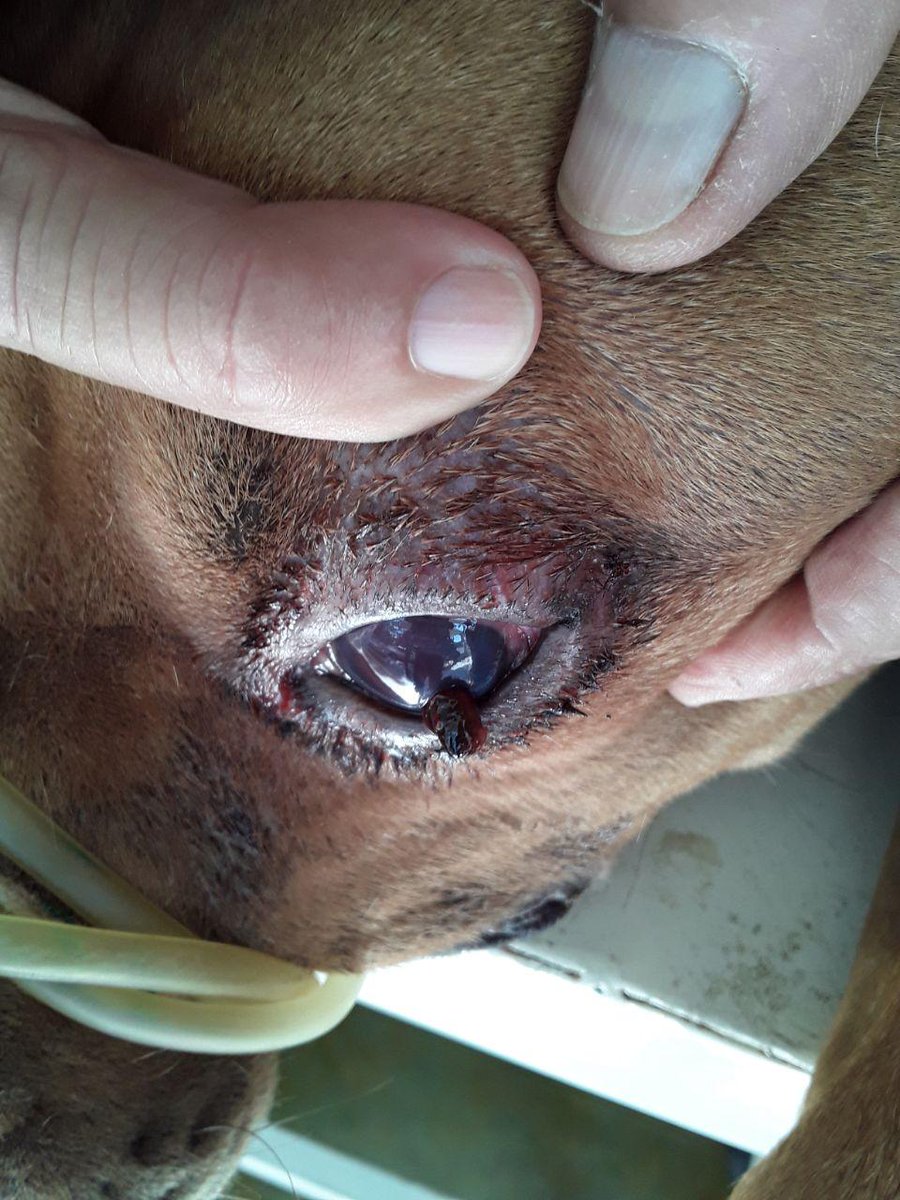 Insideawolf's tweet photo. Necesito ayuda, mi perro, Drako, tiene una lesión en su ojo, necesito un veterinario que sea especialista en oftalmológica. Preferiblemente que resida en Maracaibo, ya que en mi pueblo no hay ninguno.

Le duele mucho y llora de dolor, odio verlo así.

Un RT vale mucho, gracias. https://t.co/wX1pSznlzh
