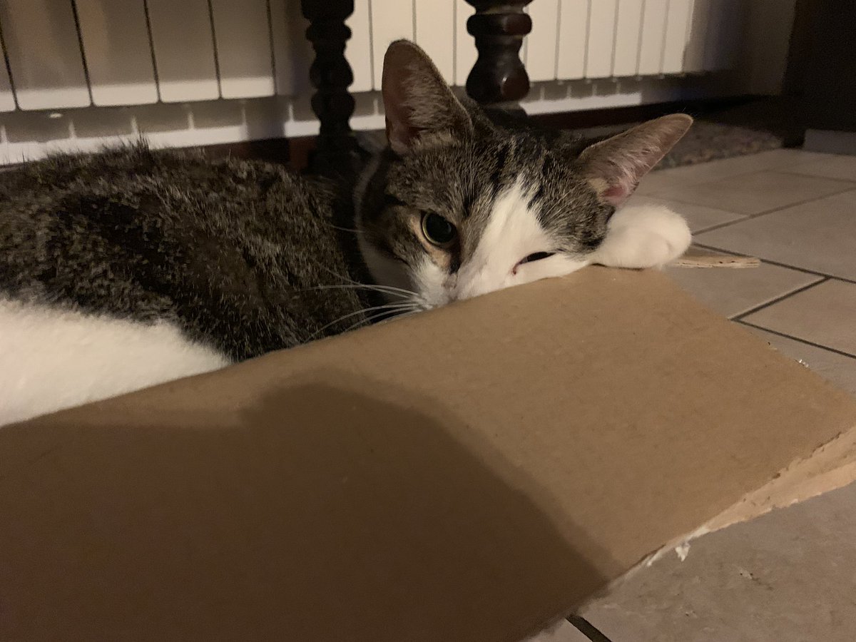 maarty_37's tweet photo. Little Arthur in his tiny box #Caturday #catsofinstagram https://t.co/FZTX05RpDk