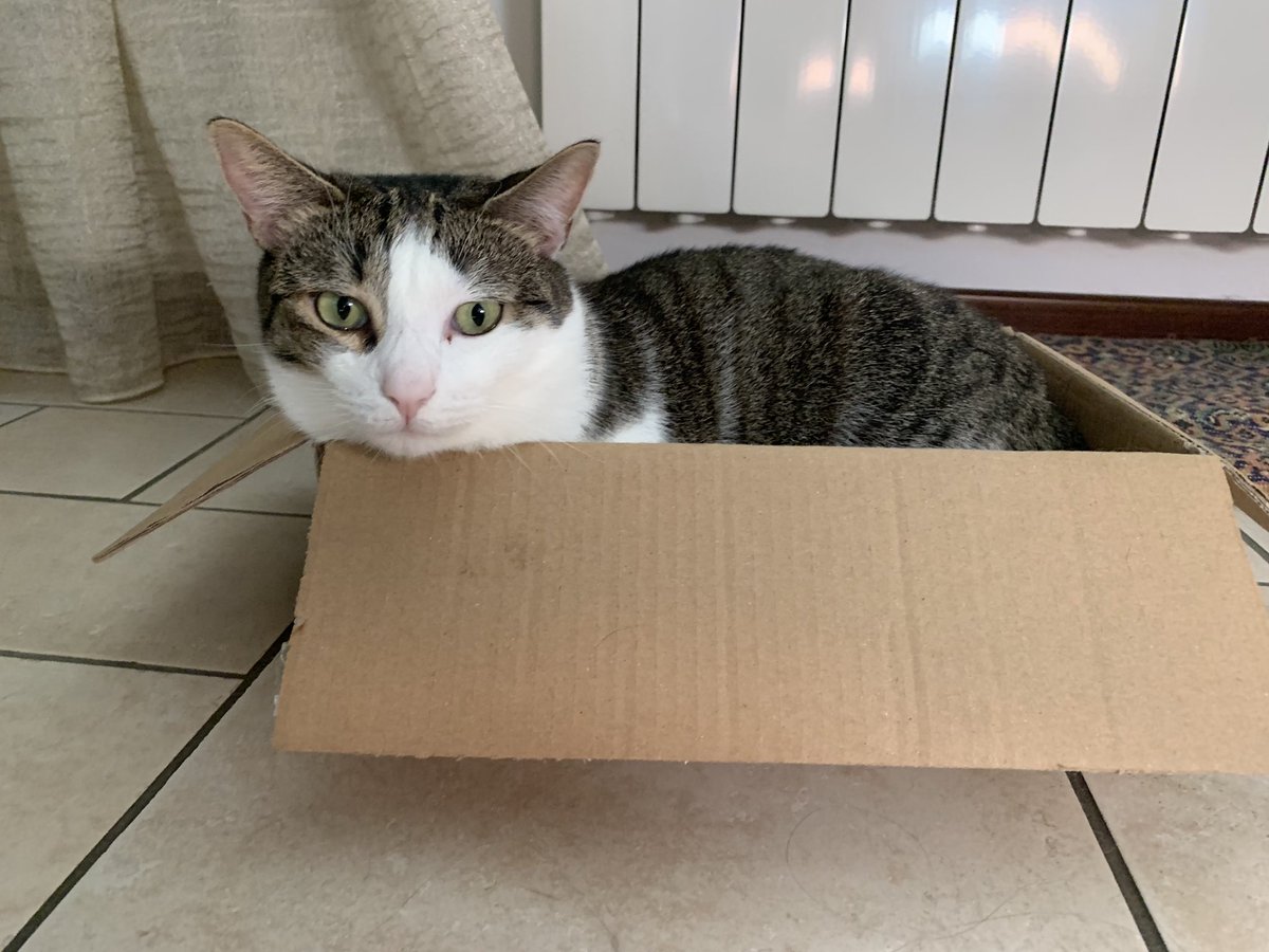 maarty_37's tweet photo. Little Arthur in his tiny box #Caturday #catsofinstagram https://t.co/FZTX05RpDk