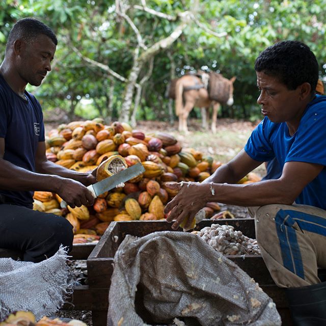 Chaque chocolat de Plantation raconte une histoire, celle de notre rencontre avec un Planteur au savoir-faire remarquable. Notre Chocolat de Plantation Riachuelo est le fruit d’une collaboration de plus d’un an déjà. ift.tt/2ZkLppJ